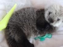 Adorable sea otter pup rescued from open waters