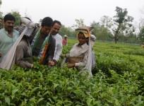 tea, gjm strike, gorkhaland, sikkim, tea estates of darjeeling, darjeeling, tea production in india