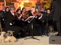 Watch dog nonchalantly gatecrash live orchestra performance