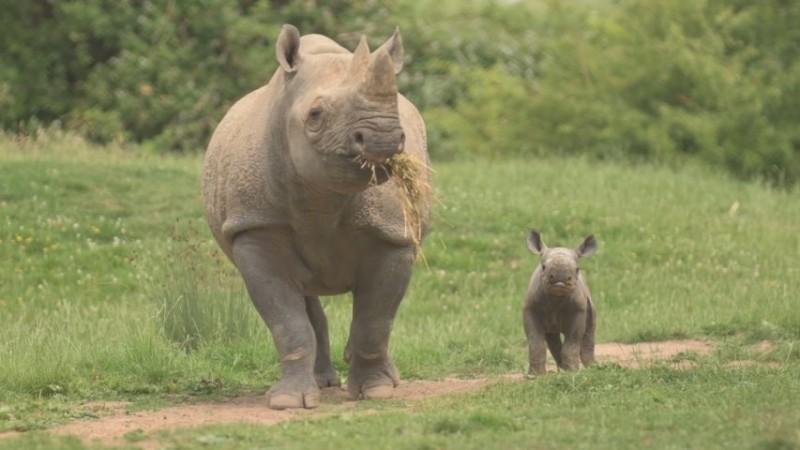 (File Photo) Two critically endangered rhino calves born within a week of each other at UK zoo Two critically endangered rhino calves born within a week of each other at UK zoo