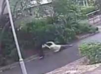 CCTV shows man wanted for violent robbery on 92-year-old-woman