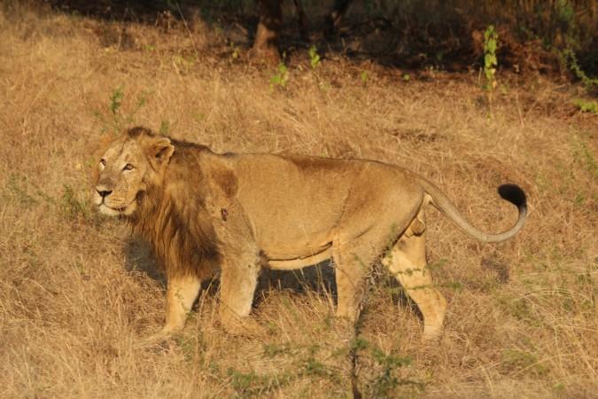 Asiatic Lion Asiatic Lion