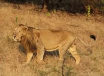 Asiatic Lion