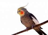 Cockatiels , birds, birdie, singers, artists, cute, Adele, Rihanna, Star Wars,