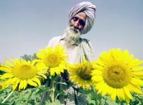 Farmer sunflower
