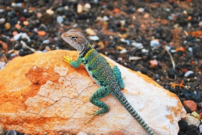 nasa, gecko gripper, gecko, space,