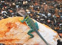 nasa, gecko gripper, gecko, space,