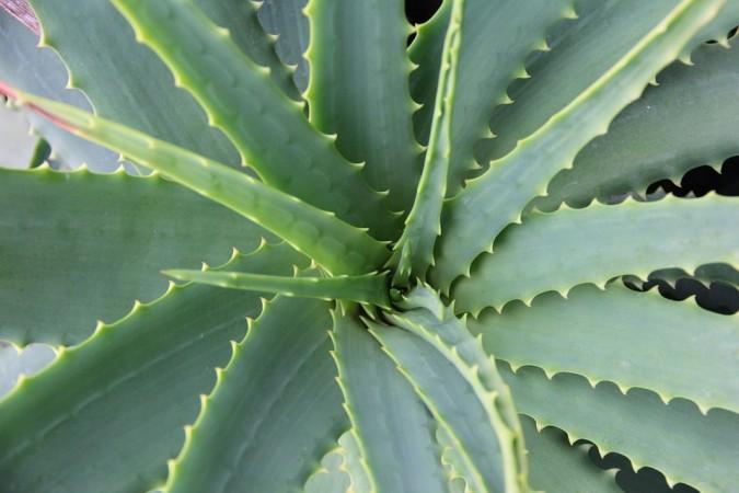 Aloe Vera aloe vera, Agave Americana, American aloe, health, weird news,