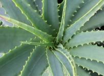 aloe vera, Agave Americana, American aloe, health, weird news,