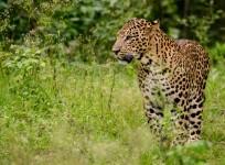 Leopard electrocuted