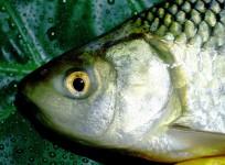 roach fish, fish, contraceptive pill, feminine, transgender, environment, UK,