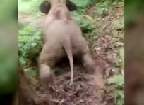 Watch this adorable baby elephant slide down a slope for fun