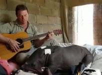 Baby Rhino Serenaded To Sleep With Guitar
