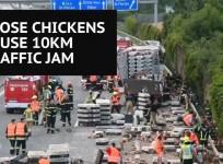 Thousands of escaped chickens cause huge traffic jam on Austrian highway