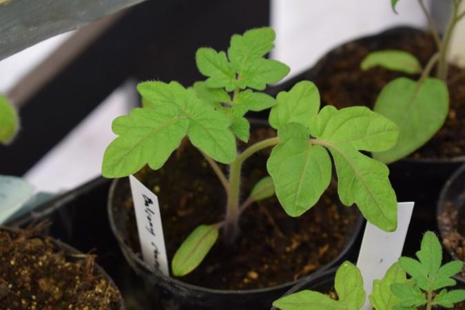 (Representational Image) sapling