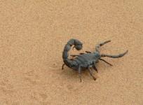 scorpion, scorpion venom, cancer, malaria, health, research,