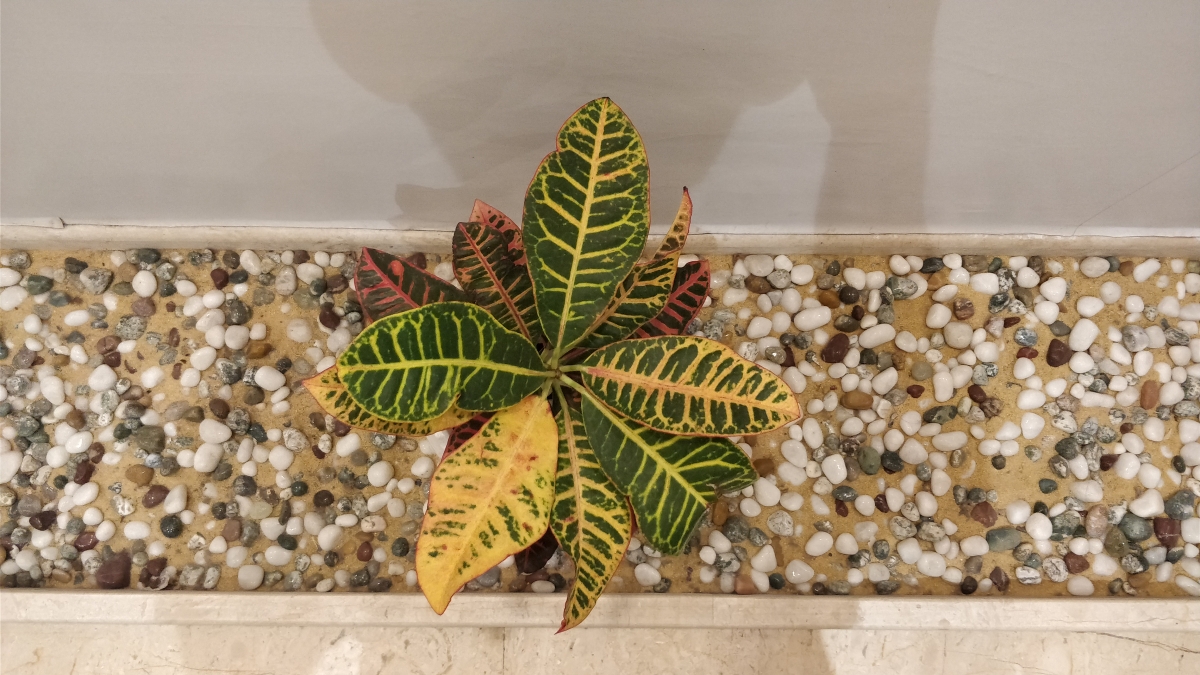 OnePlus 5 camera sample