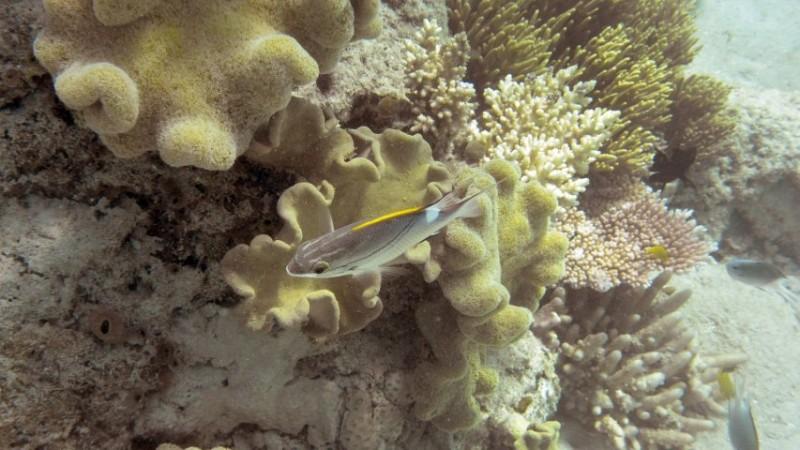 The Reef's corals are undergoing rapid bleaching Great barrier reef