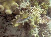 Great Barrier Reef left off UNESCO in danger list despite concern over coral bleaching and water quality