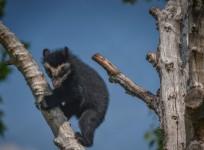 Super cute baby bear learns to climb at Chester Zoo