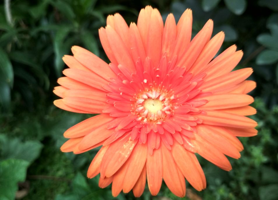 Xiaomi Redmi 4 camera sample taken during afternoon Xiaomi, Redmi 4, review, design, performance, camera, battery, verdict