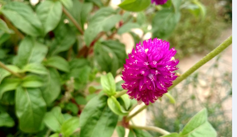 Xiaomi Redmi 4 camera samele taken during evening Xiaomi, Redmi 4, review, design, performance, camera, battery, verdict