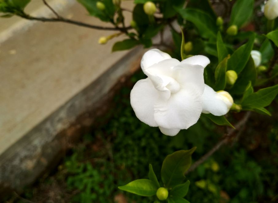 Xiaomi Redmi 4 camera sample taken during evening Xiaomi, Redmi 4, review, design, performance, camera, battery, verdict