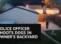 Minneapolis police officer shoots two Staffordshire Bull Terriers in owners backyard