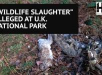 Horrific wildlife persecution alleged at UK national park