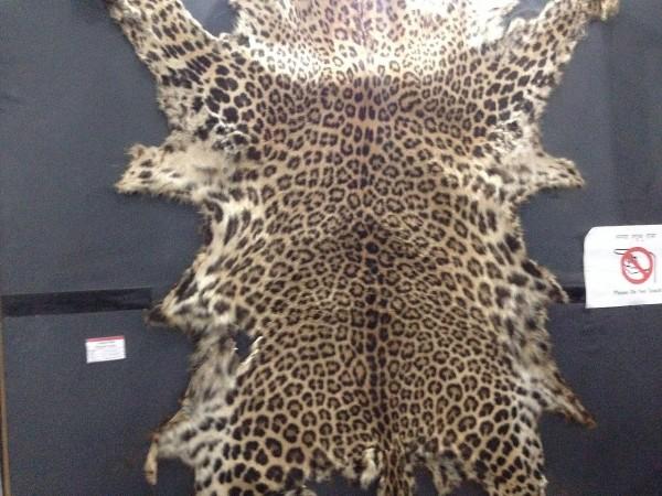 (Representational Image) leopard skin
