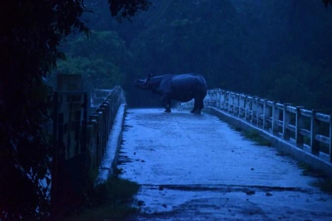 An Indian one-horn rhinoceros takes shelter on a bridge during floods at Kaziranga National Park, about 250 kilometres east of Guwahati. Assam Floods