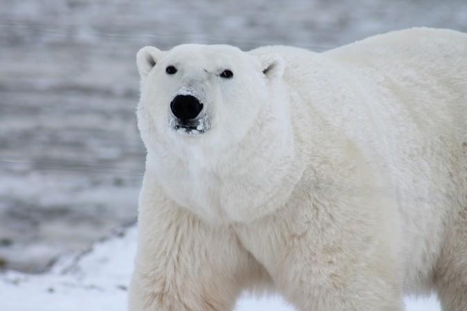 polar bear, mass extinction, environment,