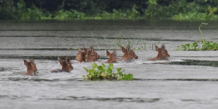 A herd of Indian hog deer swims through flood waters at Kaziranga National Park, about 250 kilometres east of Guwahati, on July 10, 2017. Assam Floods