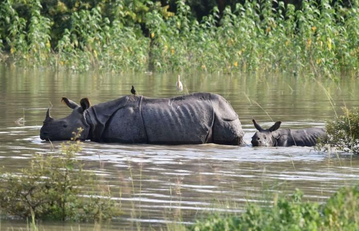 An Indian one-horned rhinoceros and calf wade through flood waters at a submerged area of the Pobitora wildlife sanctuary in India's northeastern Assam state on July 5, 2017. Assam Floods