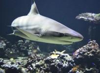 shark, greenland shark, life longevity, health,