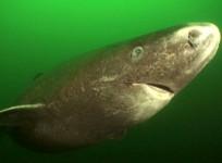 greenland shark, life longevity, health,