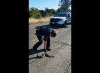 Sqeamish police officer deals with dead snake