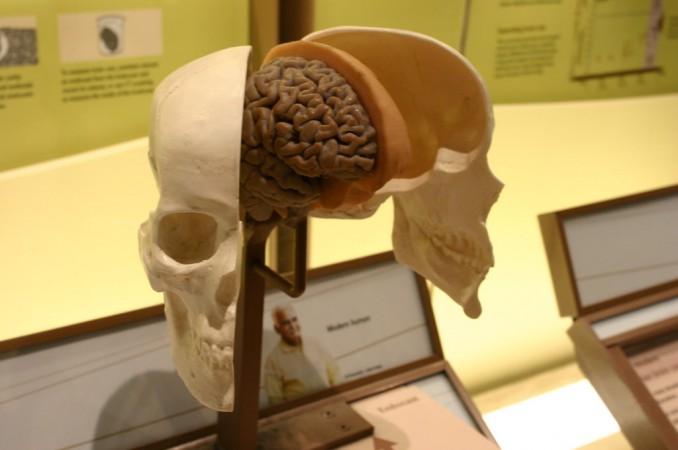 Brain museum