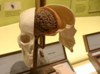 Brain museum