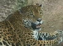 Humans to blame for biological annihilation of wildlife and sixth mass extinction in Earths history