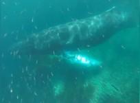 Incredible Footage Shows Humpback Whales Under Kayaks off the Coast of Newfoundland
