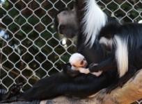 Stunning white Angolan colobus monkey born at Zoo Atlanta