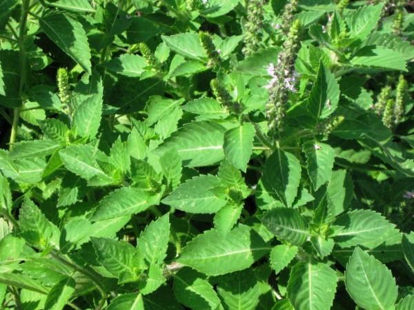 Tulsi leaf used for anti-fatigue tulsi bar. Tulsi leaf