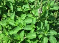 Tulsi leaf