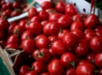 tomatoes