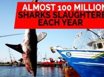 Almost 100 million sharks slaughtered each year