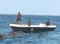 Two wild elephants swept out to sea rescued by Sri Lankan navy