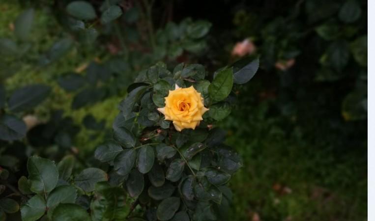 Gionee A1 Plus camera sample with Bokeh Effect Gionee A1 Plus, camera, launch, price, specifications