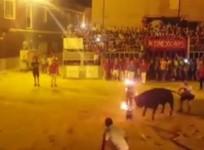 Shocking video shows bull dying after having horns set on fire
