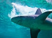 Video of shark dragged by high-speed boat sparks outrage